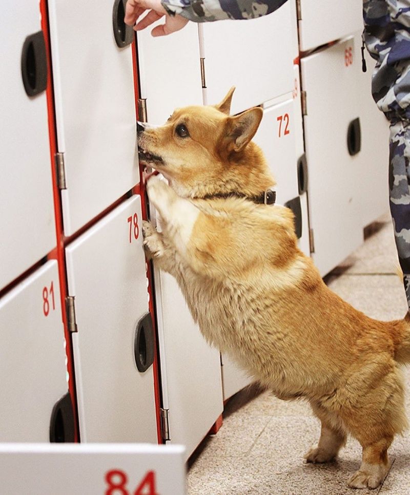 ▲Ryzhiy是隻非常優秀的探測犬。（圖／IG@corgi_police_dog）