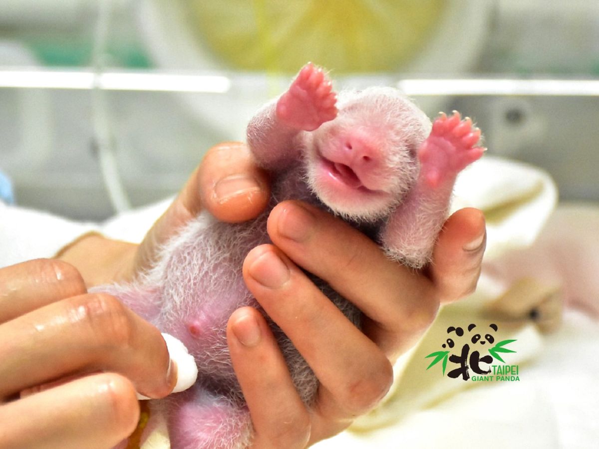 ▲大貓熊圓仔妹剛出生，萌翻所有人。（圖／翻攝自台北市立動物園臉書）