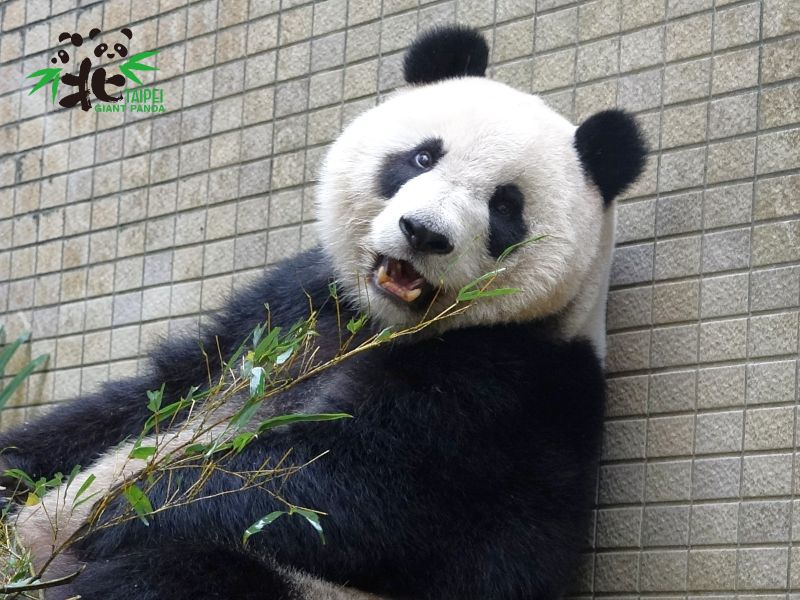 ▲圓仔7歲了,周一台北市立動物園將為牠開生日趴。(圖/翻攝自台北市立動物園)