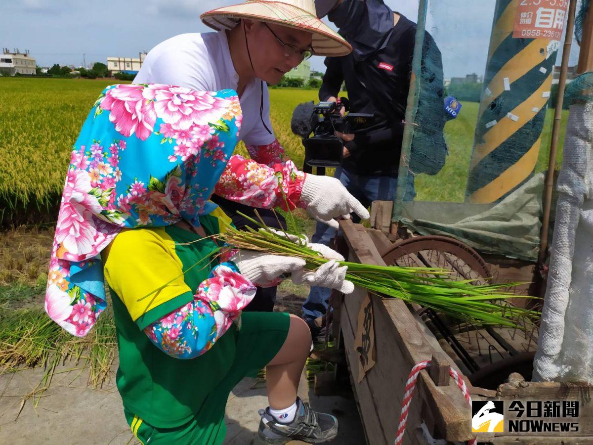 ▲「農村慢活趣-鹿港逐稻浪」活動，邀請親子組隊來體驗田園割稻、早期腳踏脫榖機脫榖，體驗農村耕種的辛苦與樂趣。（圖／記者葉靜美攝，2020.07.03）
