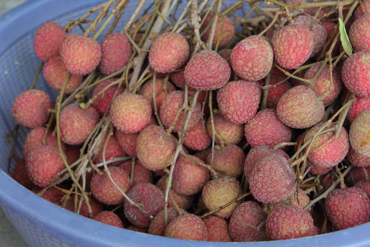 ▲一名網友在臉書社團《爆怨公社》表示，到桃園某市場看見荔枝攤，只見老闆都在滑手機無人光顧，他上前捧場買完 3 斤荔枝，一小時後回到現場卻見「驚人轉變」。（示意圖／翻攝自 Pixabay ）