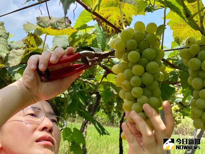 ▲體驗營是由8家酒莊分組接待參加的民眾,讓民眾親自透過採葡萄。(圖/記者陳雅芳攝,2020.07.04)