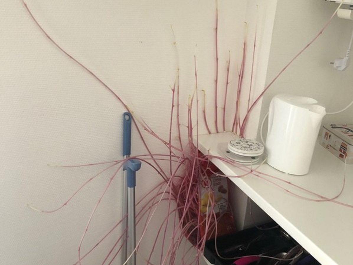 ▲在封城三個月後，波瑞返家發現廚房出現大量謎樣觸手。（圖／翻攝推特@donna9p）