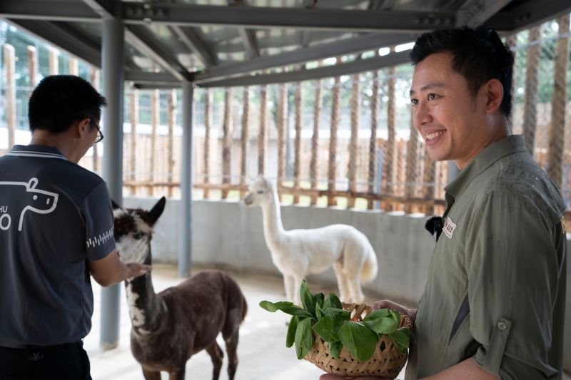 咖啡與牛奶蹦出新滋味　新竹動物園羊駝兄弟好吸睛 
