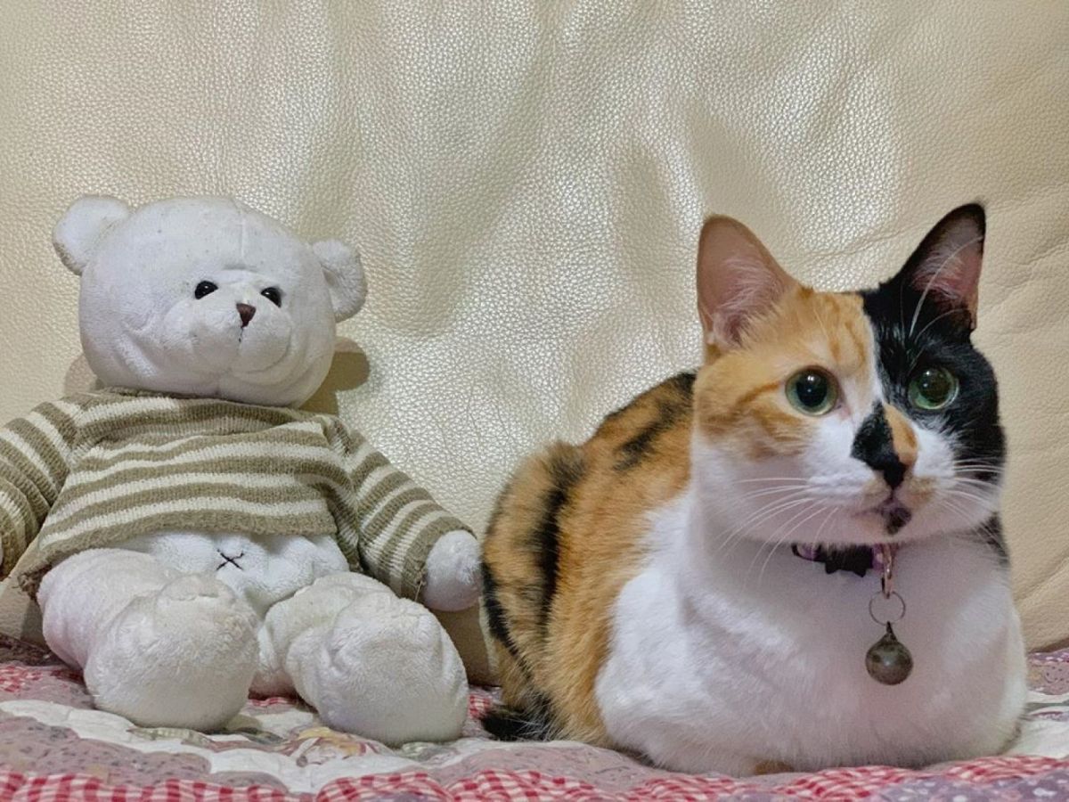 ▲三花貓「小小」（圖／網友吳玥慧授權提供）