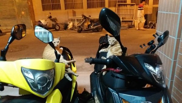▲喜歡坐在機車後座。(圖/網友羅憲良提供)