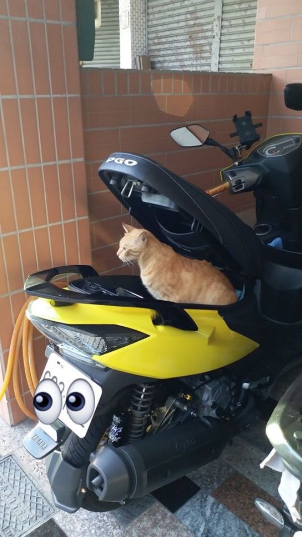 ▲車廂打開竟發現一隻橘貓?(圖/網友羅憲良提供)