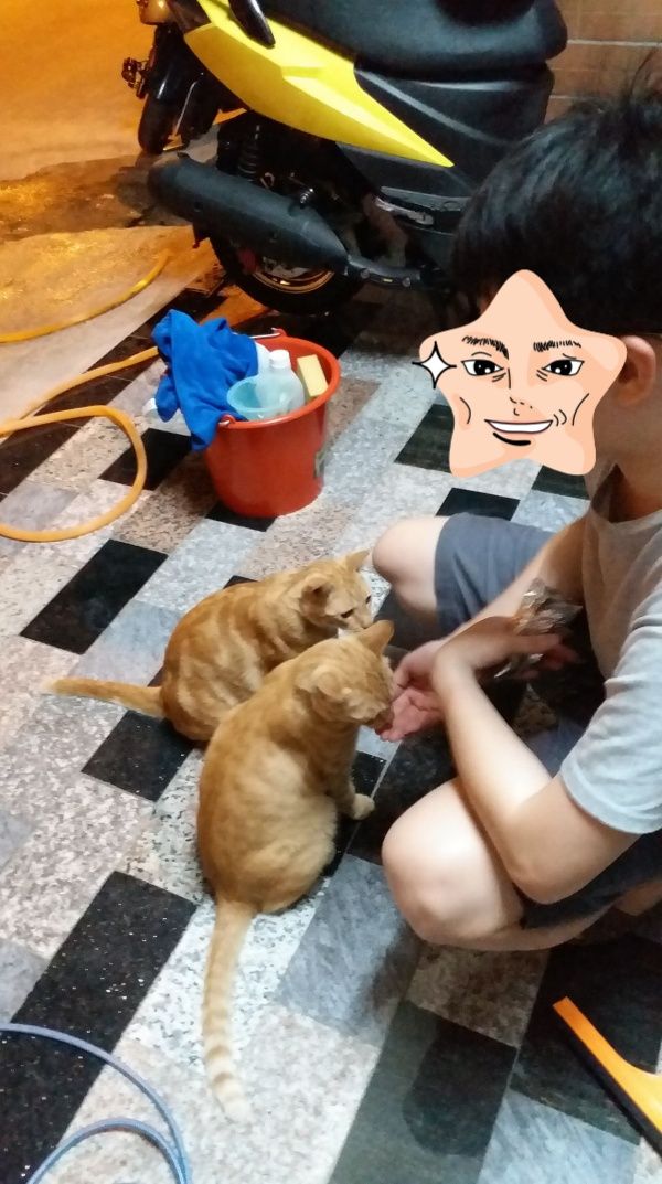 ▲兩隻橘貓常來拜訪。(圖/網友羅憲良提供)