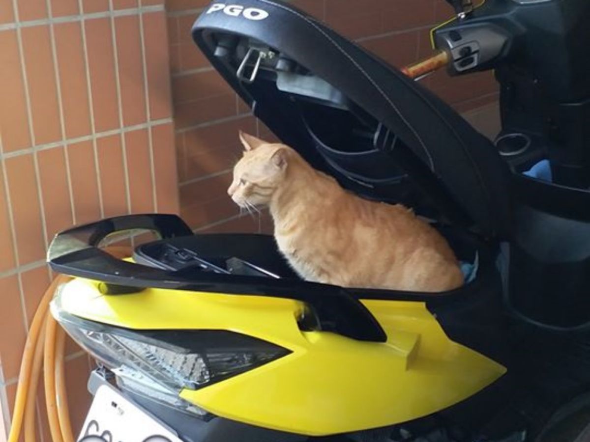 ▲車廂打開竟發現一隻橘貓？（圖／網友羅憲良提供）