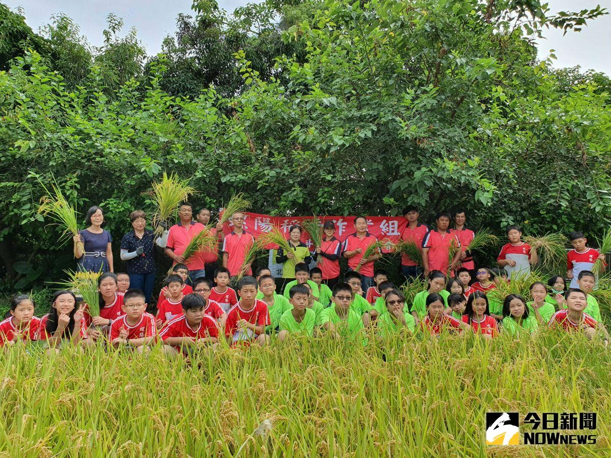 ▲螺陽國小幸福農場栽種水稻，學童著鐮刀下田進行收割，小朋友也實地在打穀機用力的脫榖。（圖／記者陳雅芳攝，2020.07.07）