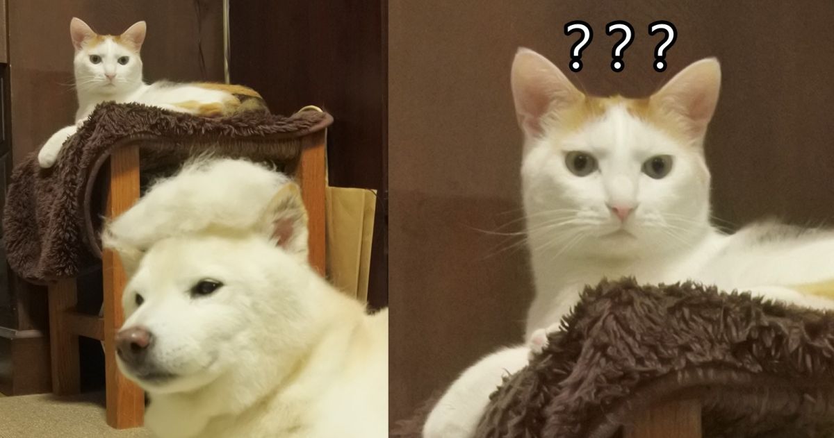 ▲這是什麼我不懂的新潮流？（圖／Twitter@bayabayabayaba）