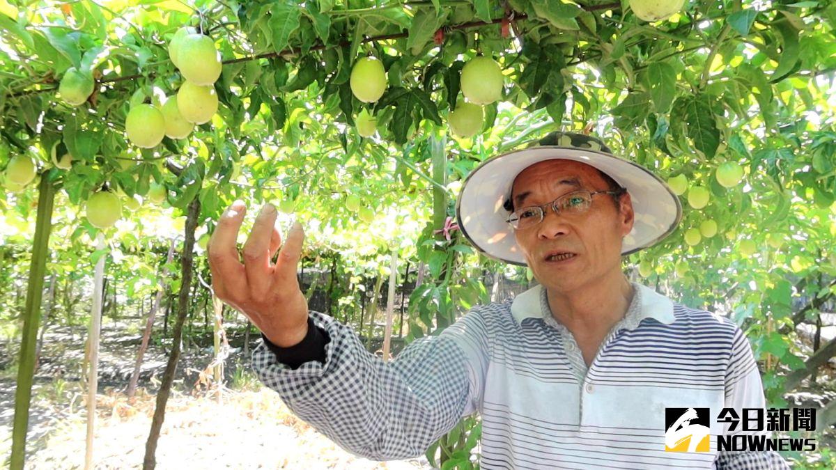 ▲陳存利種植黃金百香果，每顆果實都飽滿多汁，相比傳統的百香果，果汁率也高出3至6％。（圖／記者陳雅芳攝，2020.07.08）