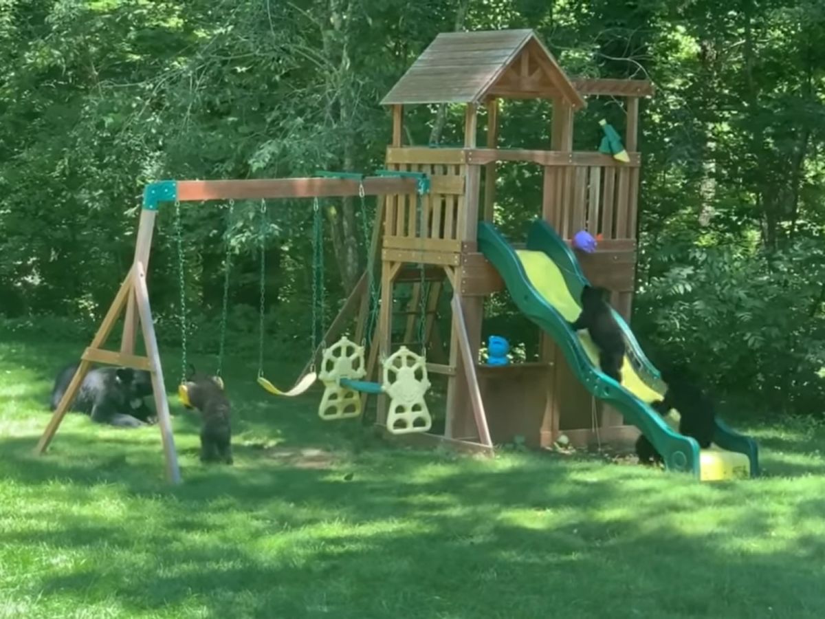 ▲熊媽媽：孩子們好好玩嘿，等等再玩一下就要回家囉～（圖／Youtube@Bret Frk）