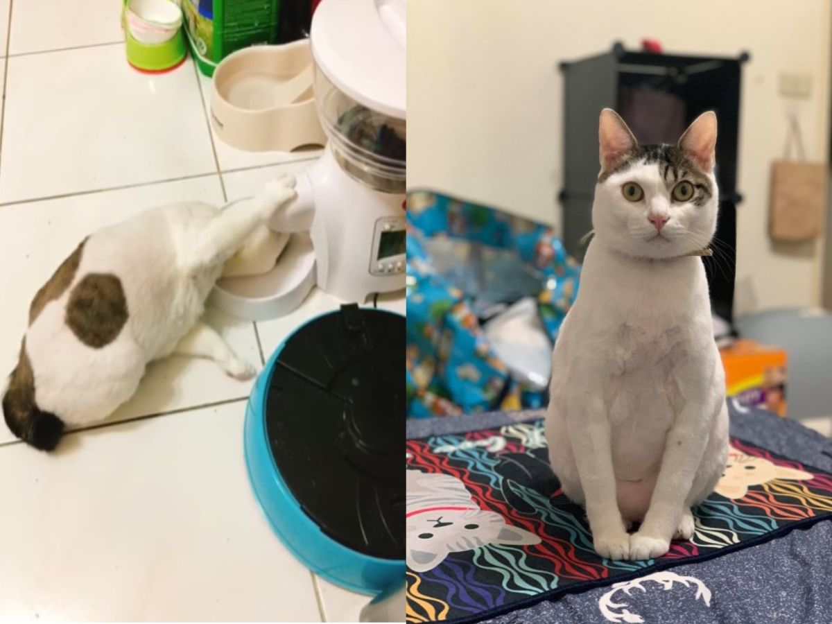 ▲網友Sherry養了一隻吃貨貓（圖／網友Sherry Kang授權提供）