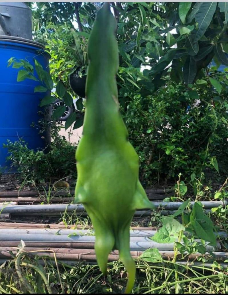 ▲二林江姓農婦在自家農場種植火龍果,近日結果,其中有一顆火龍果外型奇特,四不像。(圖/記者陳雅芳翻攝,2020.07.09)