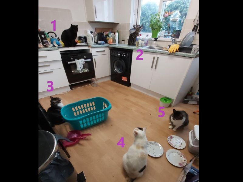 女子家廚房出現五隻貓「聚會」　她大驚：我只養三隻啊！

