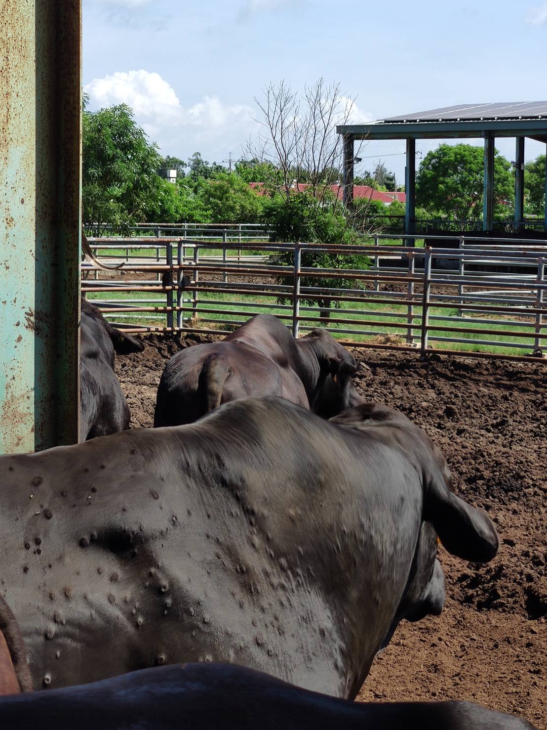 ▲金門牛隻爆發牛結節疹疫情。（圖/金門縣府提供）