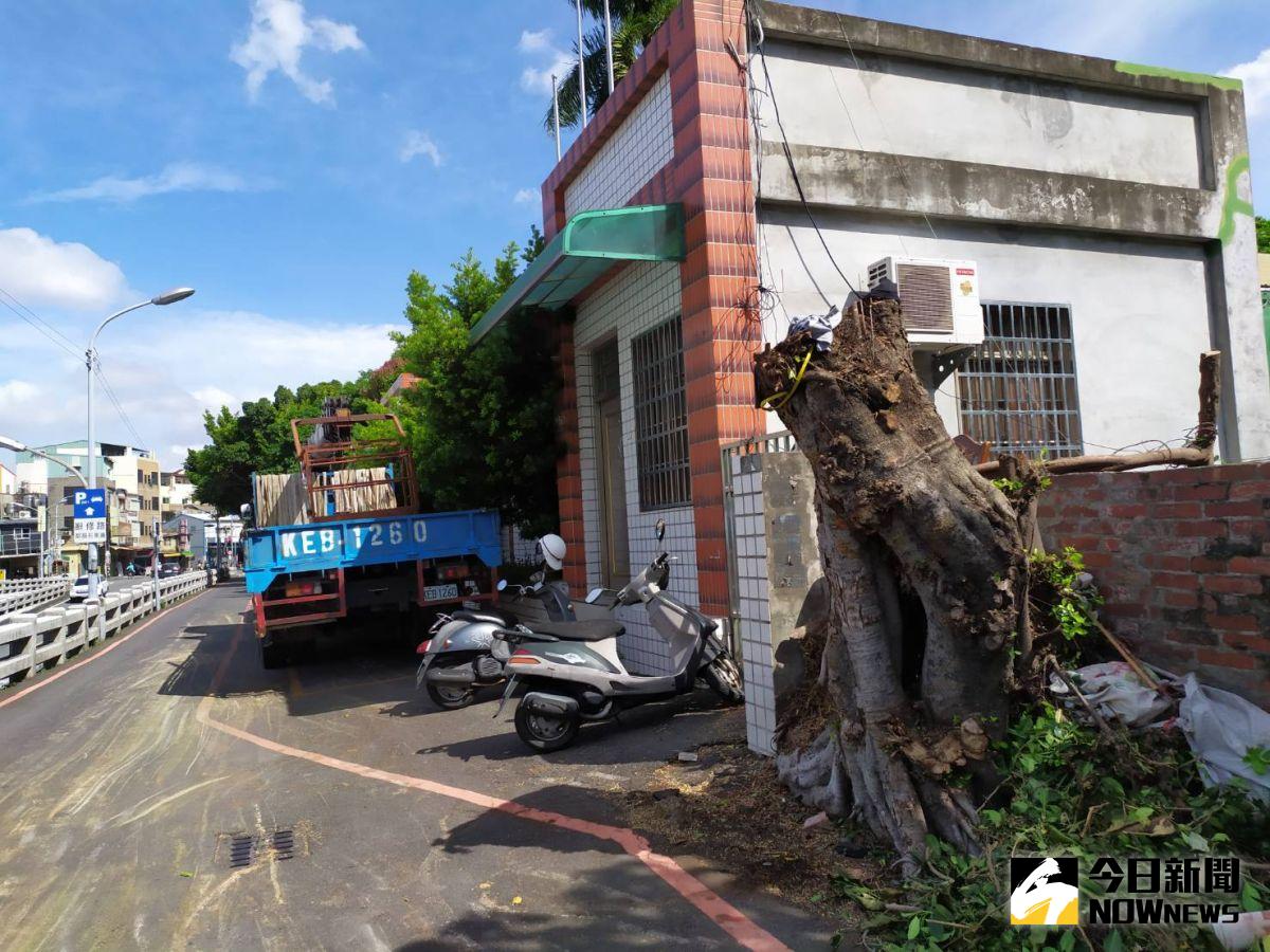 ▲彰化台鐵舊宿舍村群周邊樹木，原本修剪後應有一層樓高，卻遭腰斬，時代力量彰化縣議員吳韋達質疑相關單位「不當修剪」，目前廠商已暫停施工。（圖／記者葉靜美攝，2020.07.10）