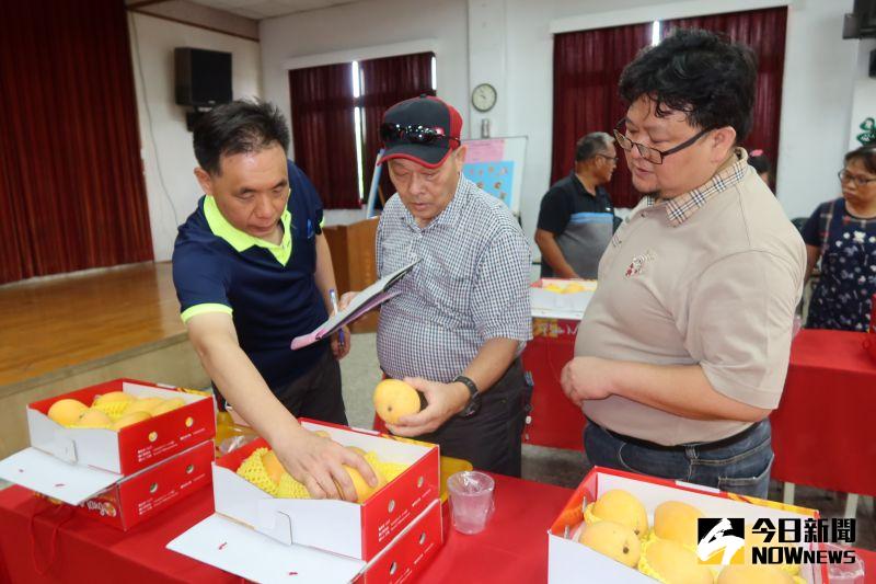 ▲評審團針對60組農民參賽的金蜜芒果,進行果形大小、色澤外觀、果肉風味、糖度、厚度等標準評分。(圖/記者陳雅芳攝,2020.07.10)