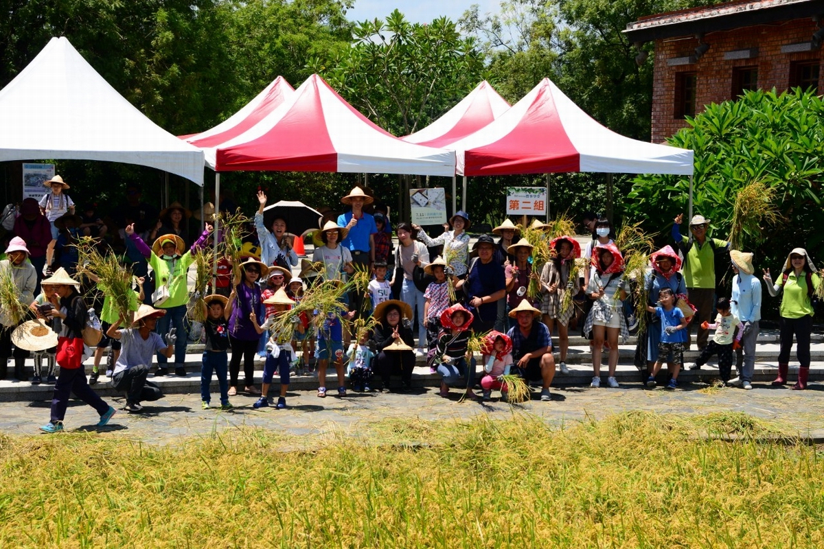 ▲客委會六堆園區辦理割禾活動一共吸引近250位親子參加。（圖／六堆客家文化園區提供 , 2020.07. 11）