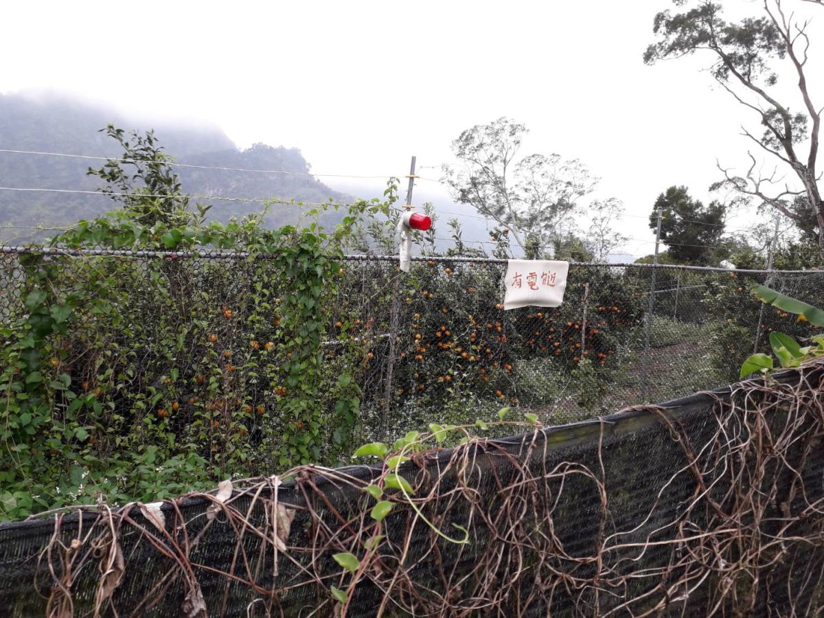 ▲大平大湖桶枇杷專區，猴滿為患，破壞農作日益嚴重，農民盼架設約1.2公里電圍網，遏止猴害(圖／張玉嬿提供2020.7.12)