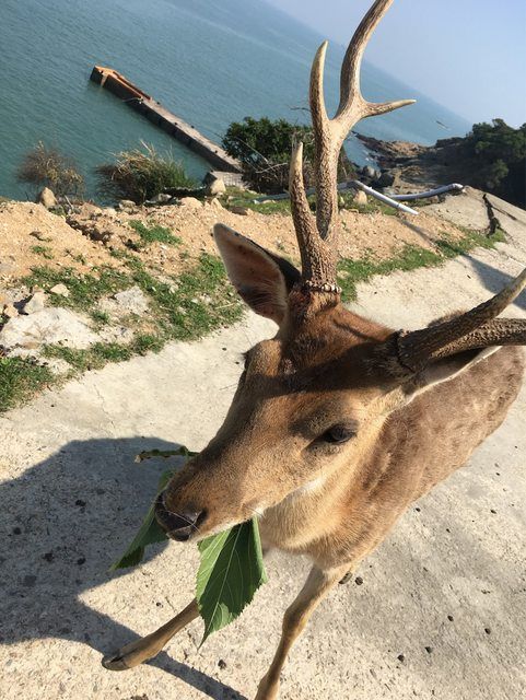 ▲馬祖大坵島可愛梅花鹿。（圖／翻攝PTT）