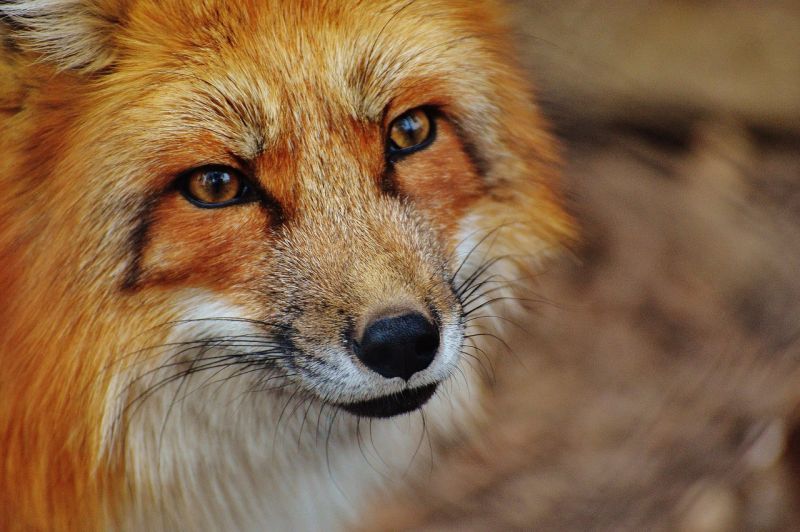 ▲動物保護團體披露皮草工廠內部的殘忍畫面，許多狐狸被活剝外皮。（示意圖／翻攝PXHERE）