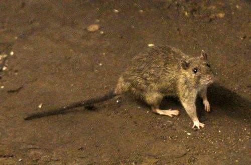 俄羅斯傳可疑「鼠疫」！研究員1死、近200人遭監測　白宮密切關注
