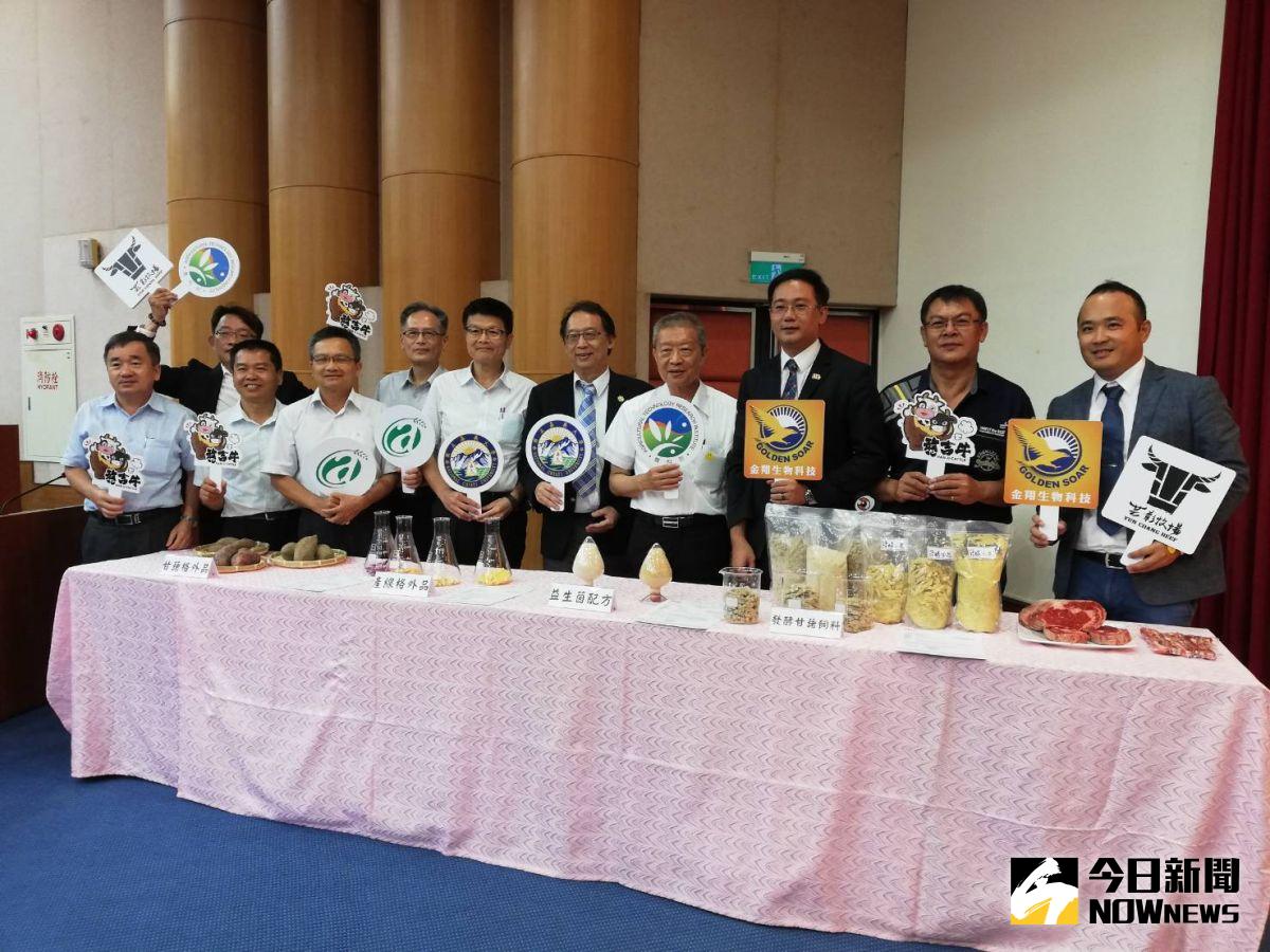 ▲產官學研發益生菌甘藷青貯料，「憨吉牛」於嘉大正式發表。（圖/記者邱嘉琪攝，2020.07.13）
