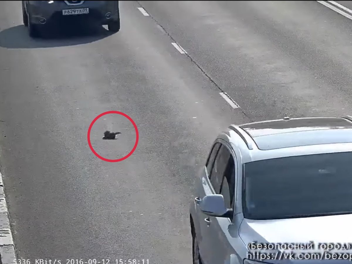 ▲好幾輛車經過時，小貓都差一點被輾爆，讓人非常擔心牠的安危。（圖／Youtube@Карен Априянц）