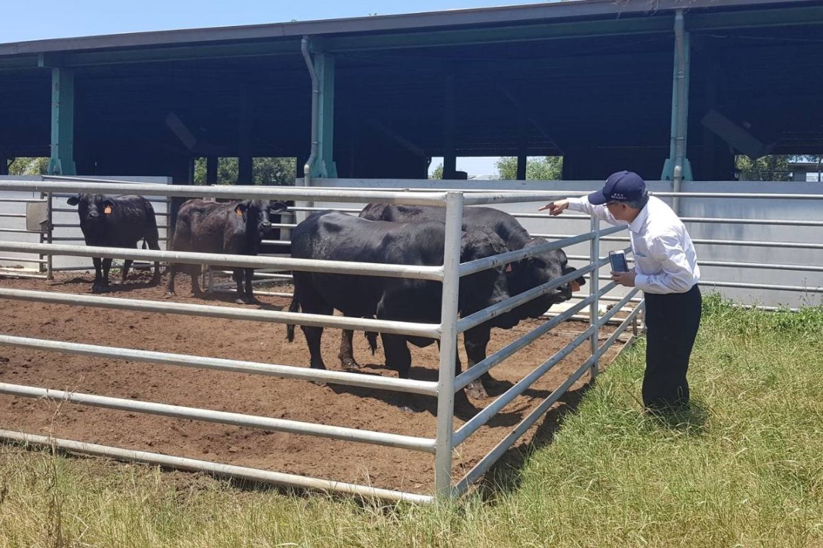 ▲農委會將緊急採購1萬支疫苗，協助金門防治牛結節疹疫情。(圖/金門建設處提供)