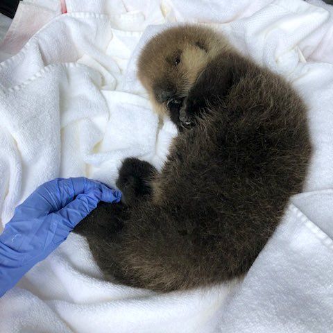 ▲一隻孤零零海獺寶寶被民眾發現（圖／Twitter@vanaqua）