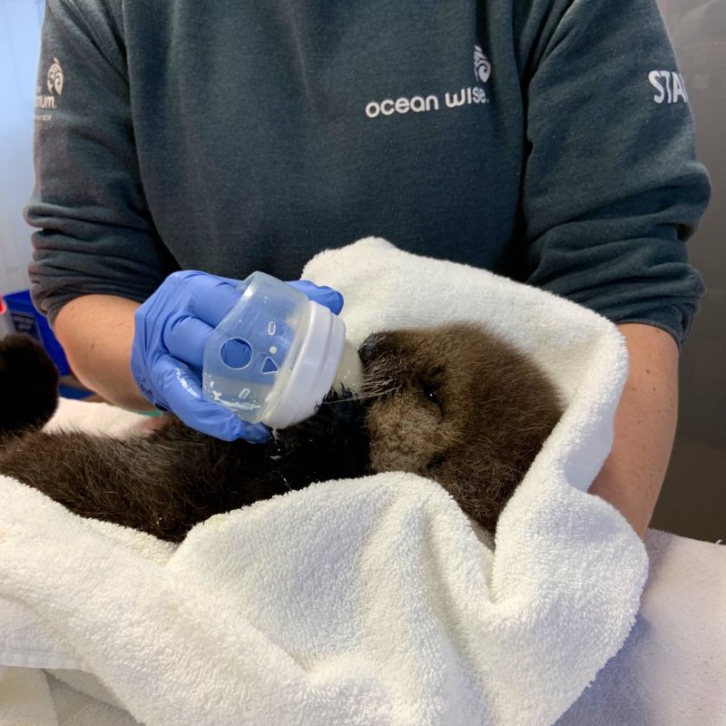 ▲海獺寶寶體溫與血糖過低，飼育員全天候照顧。（圖／Twitter@vanaqua）