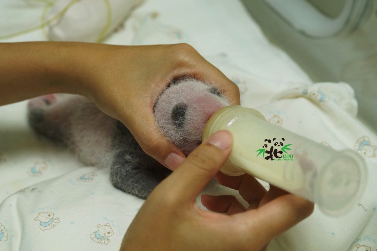 ▲台北市立動物園的大貓熊寶寶圓仔妹，喝母乳的萌樣曝光。（圖／台北市立動物園提供）