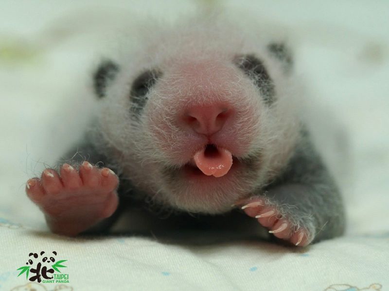 ▲大貓熊寶寶圓仔妹的萌樣。(圖/台北市立動物園提供)