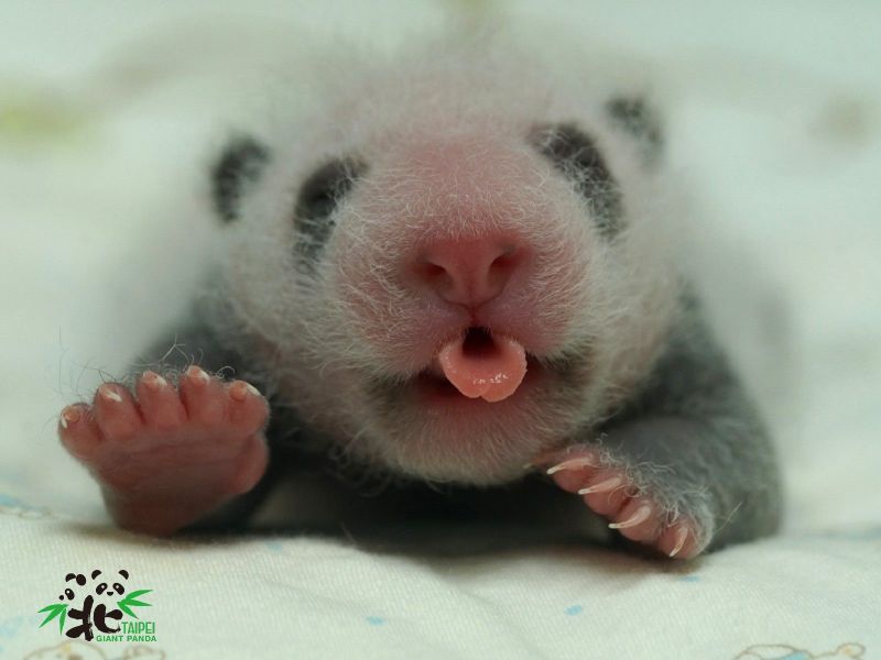 ▲大貓熊寶寶圓仔妹的萌樣。（圖／台北市立動物園提供）