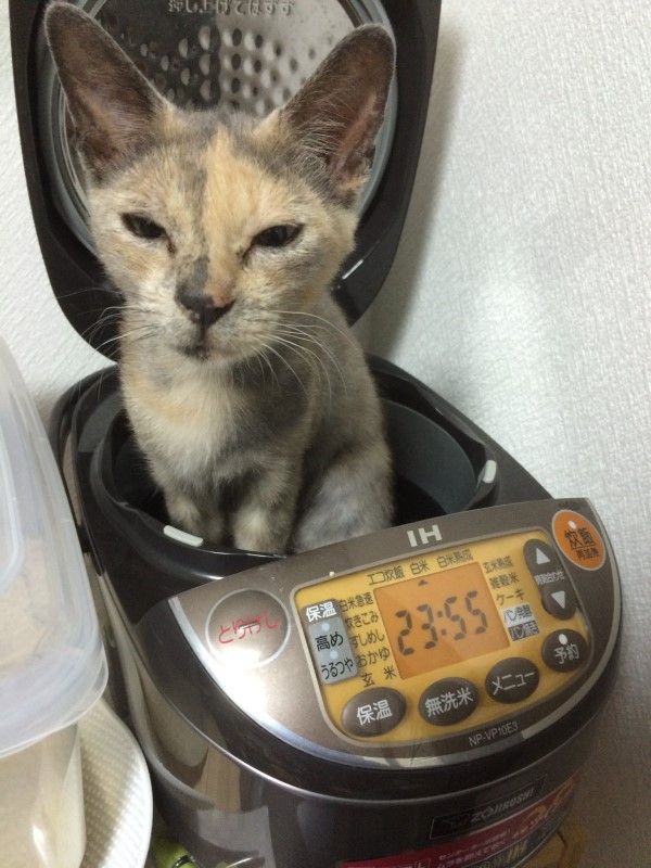 ▲@apegp：我的貓也進了同牌子的電鍋，表情看起來就像在泡溫泉～（圖／twitter@apegp）