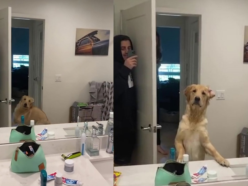 ▲欸不對，你怎麼在裡面？這樣我要怎麼抓？（圖／Youtube@Caters Clips）