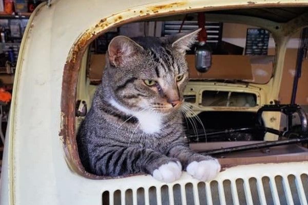 ▲克勞斯:沒有改造好車車,就不賞你罐罐喔!(圖/FB@Amy