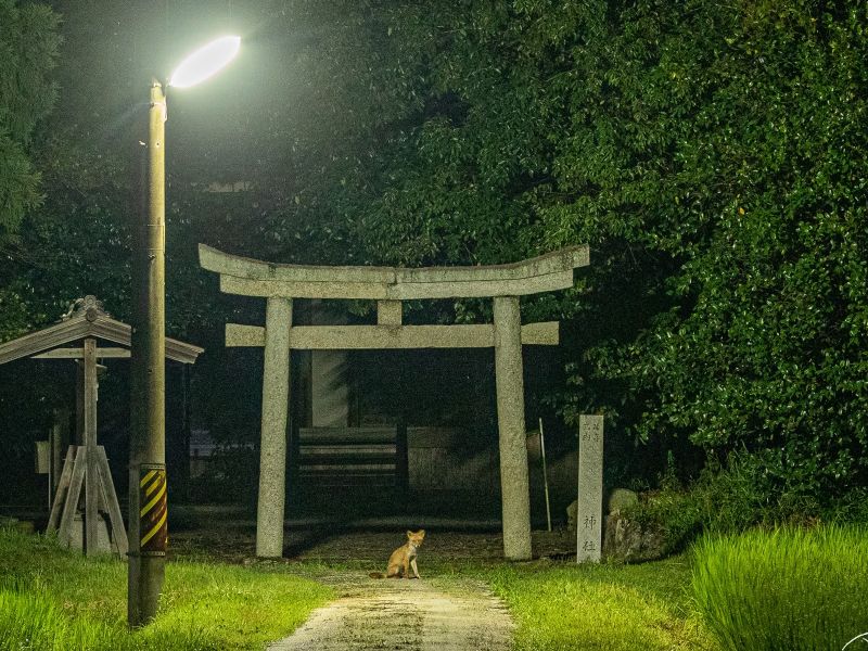 日本推主幸運直擊坐鎮神社「小狐狸」　網友：快供奉豆皮
