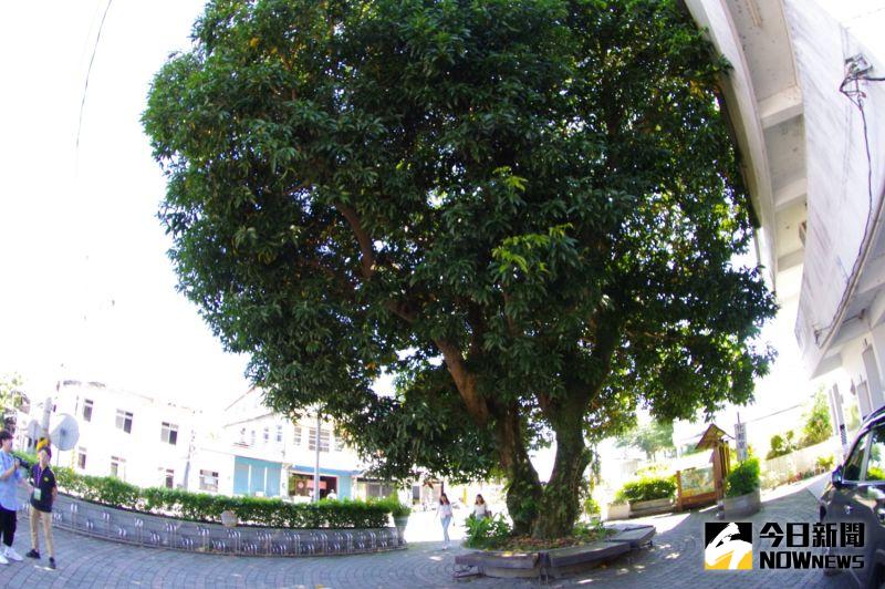 ▲派出所旁的大榕樹,被當地人稱為「齊導樹」,據說是齊柏林當時為拍攝《看見台灣》,多次與團隊在樹下討論取景角度。(圖/記者陳致宇攝)