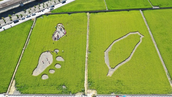 ▲每年 6 月及 10 月收割期，玉里鎮公所都會舉行「稻田腳印餐桌」，用人工一刀刀割出黑熊腳印及台灣的形狀，讓旅客在這裡品嚐創意米料理。（圖／可樂旅遊）