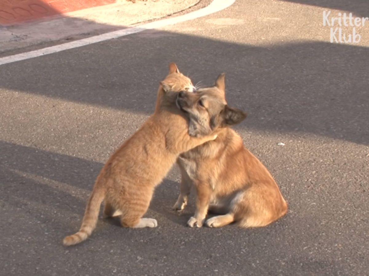 ▲韓國一隻浪橘貼心陪伴被遺棄的小黃狗（圖／翻攝自Youtube@ Kritter Klub）