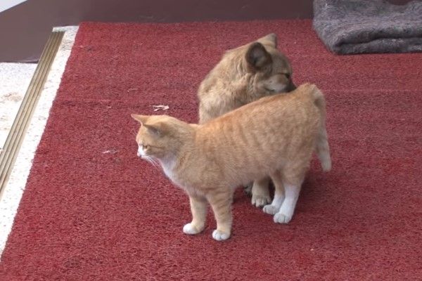 ▲一隻橘貓浪浪與一隻小黃狗出現在公寓大門前（圖／翻攝自Youtube@ Kritter Klub）