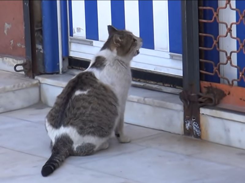 ▲母貓在門前不停慌張哀號，似乎發生什麼很緊急的事情。（圖／Youtube@Bitlis Bülten）