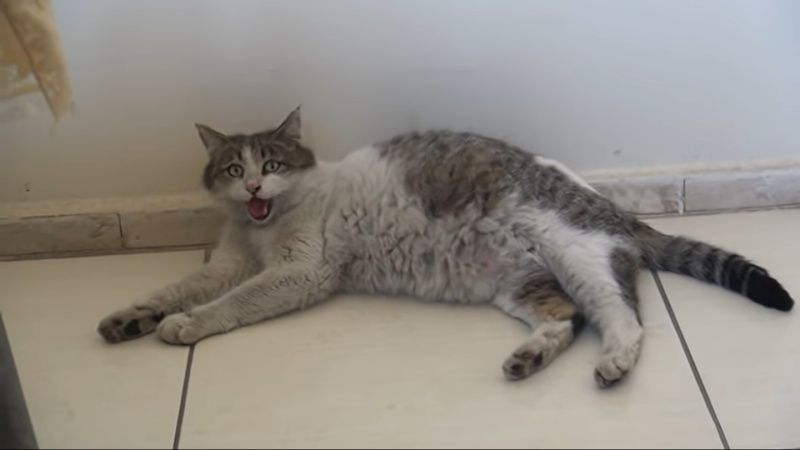 ▲診所裡的人仔細一看，發現母貓的狀況不太對勁。（圖／Youtube@Bitlis