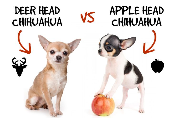▲吉娃娃有分成兩種。(圖/翻攝自「diamond-chihuahuas.de」網站)