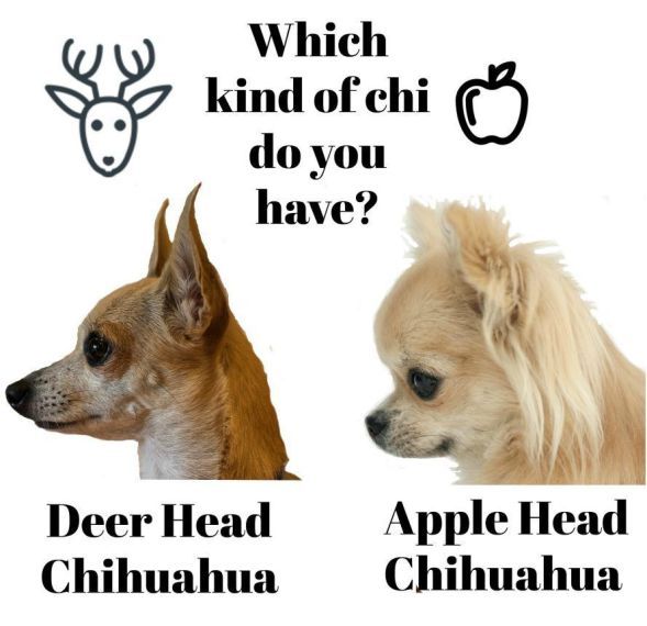▲吉娃娃有分成兩種。(圖/翻攝自「diamond-chihuahuas.de」網站)