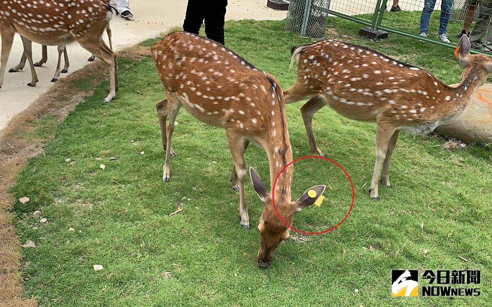 ▲6隻美麗的梅花鹿中，戴有「黃色」耳掛標示的，是前總統馬英九親自命名，且已經懷孕即將臨盆的「馬小九」。(圖／記者陳惲朋攝)