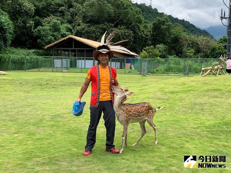 ▲鄒族的飼養員莊先生說，配戴上「黃色」耳掛的梅花鹿是深受馬前總統喜愛，而親自命名的「馬小九」。(圖／記者陳惲朋攝）